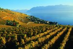 013_lavaux_automne