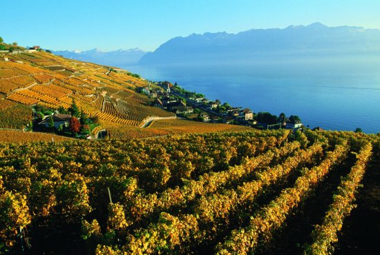 Lavaux Automne